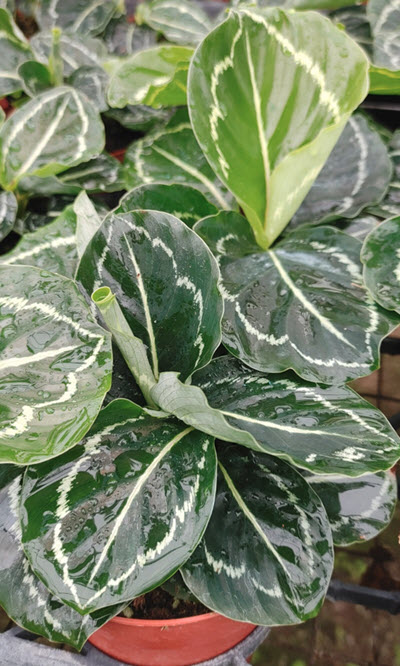 Roseopicta Green